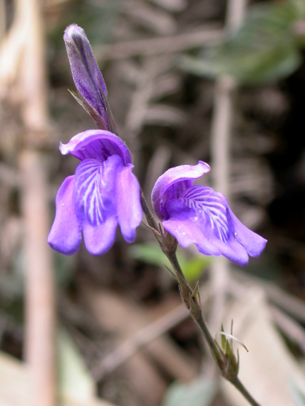 Flowers of Machu Picchu: Justicia alpina (Acanthaceae)