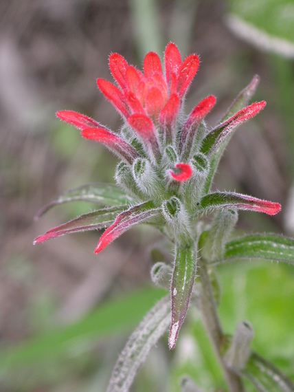 Flowers of Machu Picchu: paint brusch (Castilleja)