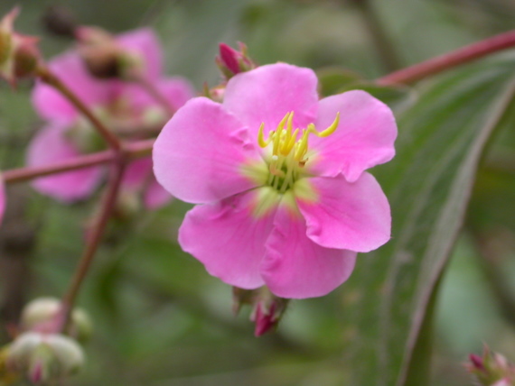 Flowers of Aguas Calientes: Tibouchina spec. (Melastomaceae),