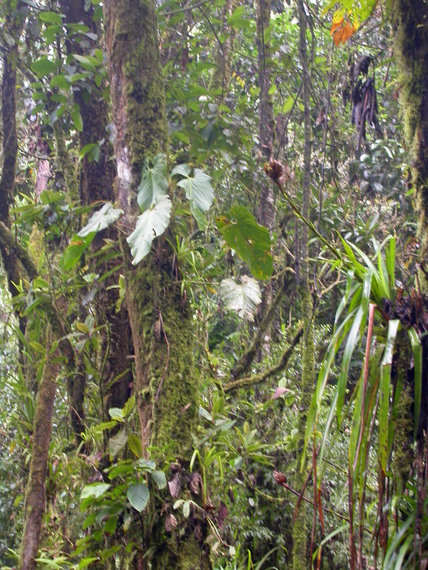 the jungle at the Mandor waterfall, plenty of epiphytes cover the trees