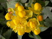 Flowers of Machu Picchu: slipperwort (Calceolaria)
