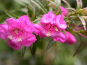Flowers of Machu Picchu: Agalinis lanceolaa (Scrophulariaceae)