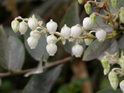 Flowers of Machu Picchu: no name yet (ericacean family)