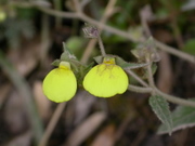Flowers of Machu Picchu: slipperwort