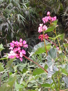 Flowers of Machu Picchu: begonia (common in the area)