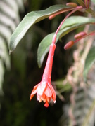 Flowers of Machu Picchu: fuchsia 