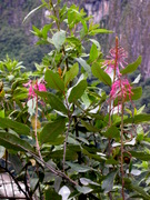 Flowers of Machu Picchu: Oreocallis grandiflora (Proteaceae)