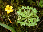 Flowers of Aguas Calientes: sorrel (Oxalis), interesting species with swollen leaf stalks 
