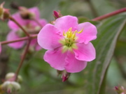 Flowers of Aguas Calientes: Tibouchina spec. (Melastomaceae),