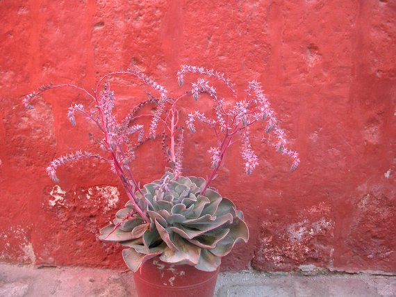 Arequipa, monastery Santa Catalina, decorative flowers