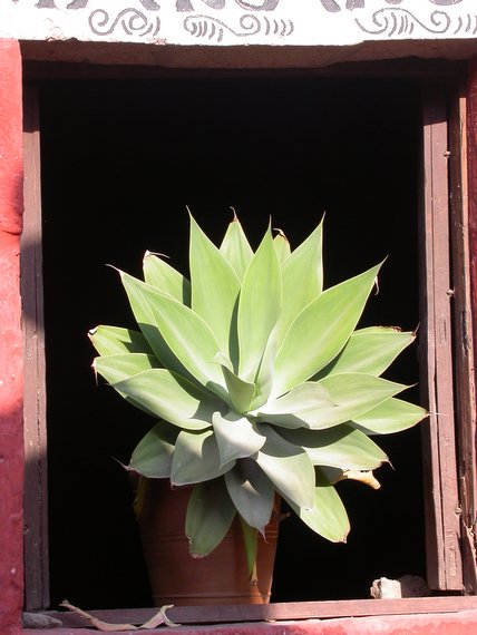 Arequipa, monastery Santa Catalina, decorative flowers