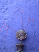 Arequipa, monastery Santa Catalina, decorative flowers