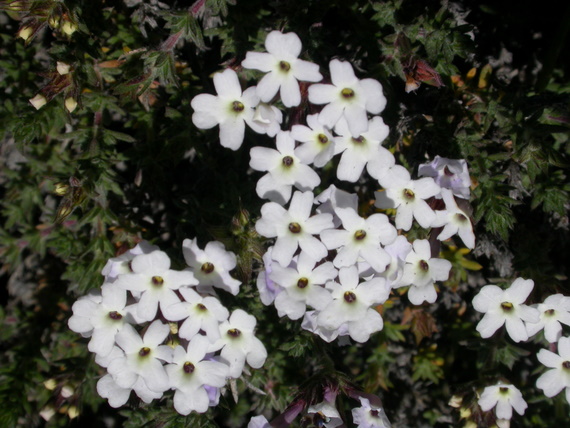 The vegetation at elevation of about 3000m, nice white flowers, could not find the name.