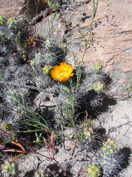 The vegetation at elevation of about 3000m, beautiful flowering cactus (Cylindropuntia).