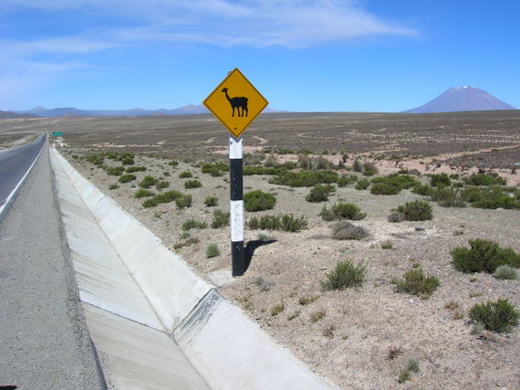 An unusual traffic sign: take care for Lamas (actually Vicuñas), in the background volcano El Misti.