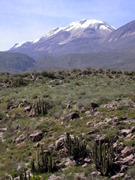 The vegetation at an elevation of about 3000m, in the background Nevada Chanchani.