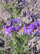 The vegetation at an elevation of about 3000m, wild Solanum (tomato) .