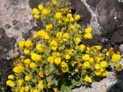 The vegetation at elevation of about 3000m, slipperwort  (Calceolaria).