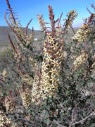 The vegetation at elevation of about 3000m, nice flowering shrub, nicely smelling, could not find the name.