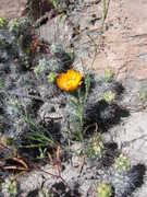 The vegetation at elevation of about 3000m, beautiful flowering cactus (Cylindropuntia).