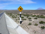 An unusual traffic sign: take care for Lamas (actually VicuÃ±as), in the background volcano El Misti.