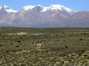 The vegetation at elevation of over 4000m, Puna vegetation and VicuÃ±as, in the background Nevada Chanchani.