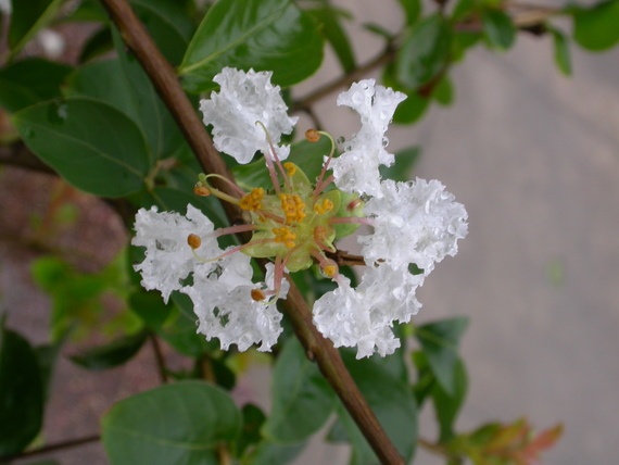 Iquitos, beautiful flowers of the Malphigia tree