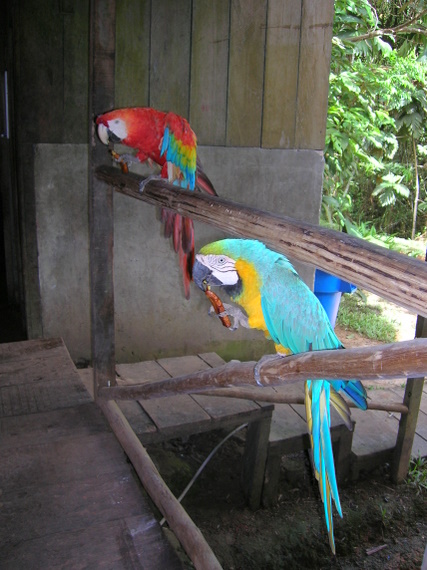 papagaia in the lodge