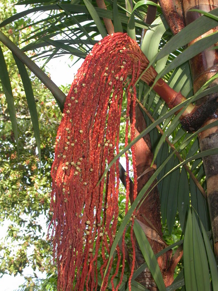 The flower of the Buriti palm