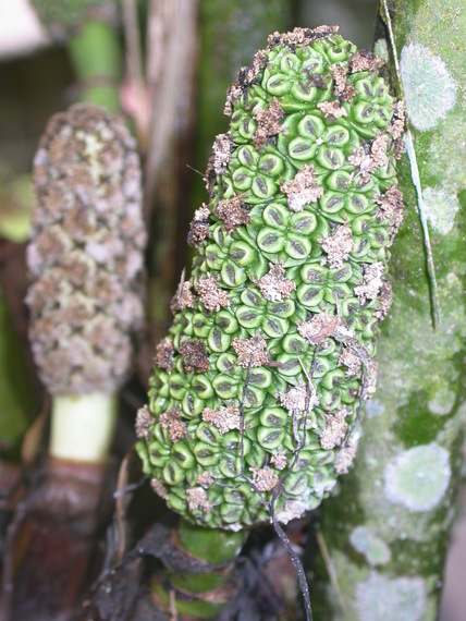 Decorative flowers of an Araliacean plant
