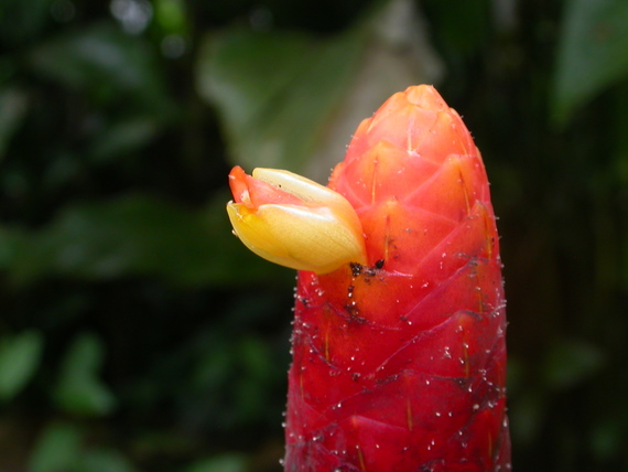 Beautiful but for use unknown flowers of the jungle