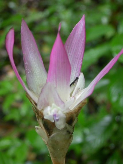Beautiful but for use unknown flowers of the jungle