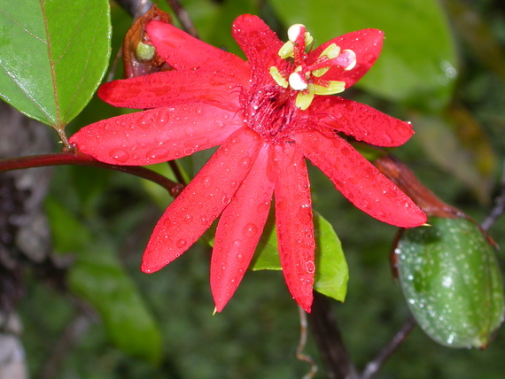 Beautiful flowers of the jungle: passion flower		