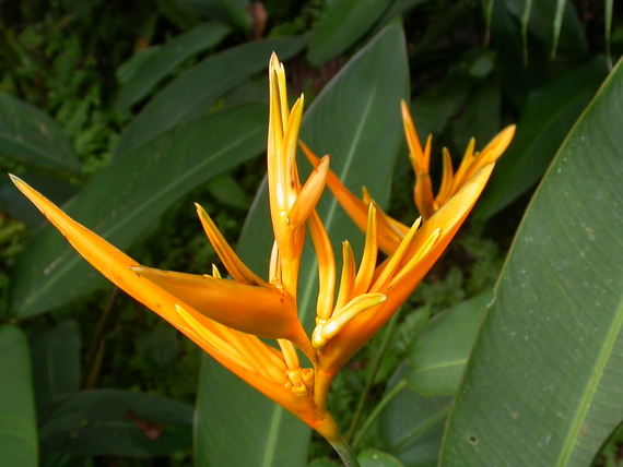 Beautiful flowers of the jungle: Heliconia