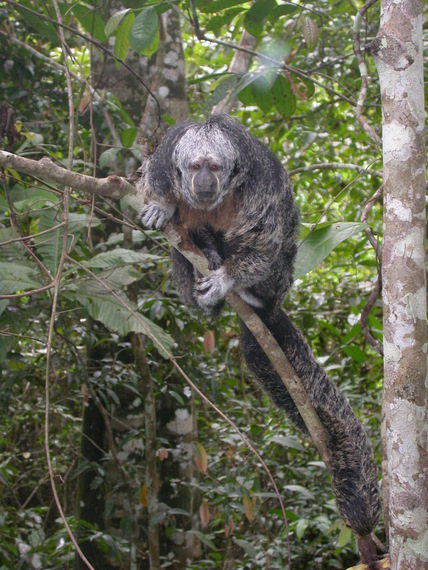 Apes of the Amazon jungle