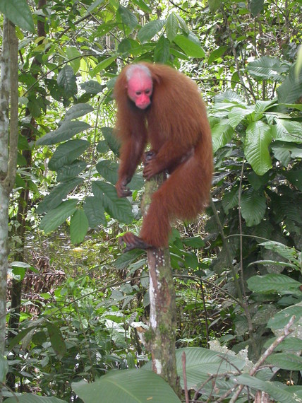 Apes of the Amazon jungle