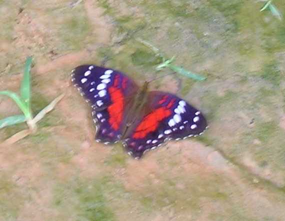Butterfly of the Amazon jungle