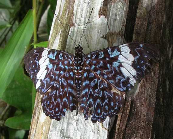Butterfly of the Amazon jungle, bred at the butterfly farm