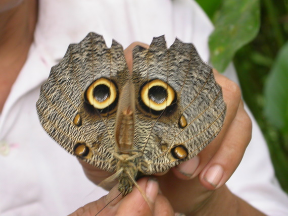 Butterfly of the Amazon jungle, bred at the butterfly farm