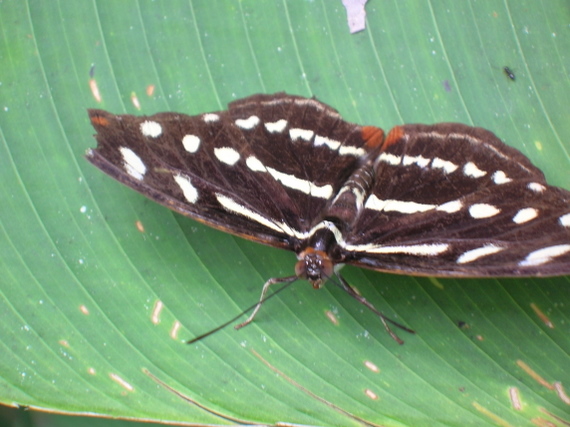 Butterfly of the Amazon jungle, bred at the butterfly farm
