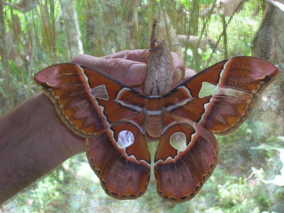 Butterfly of the Amazon jungle, bred at the butterfly farm