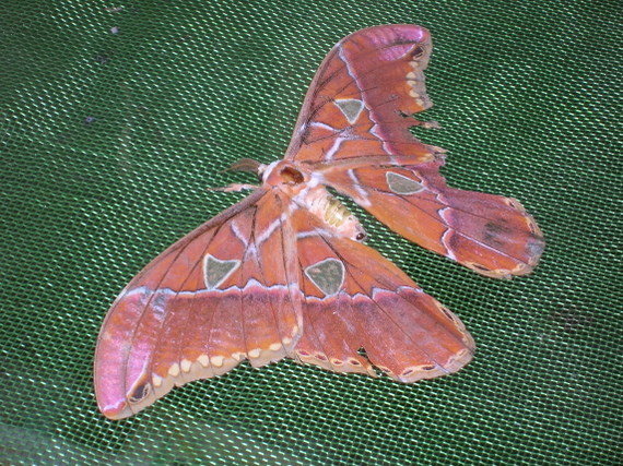 Butterfly of the Amazon jungle, bred at the butterfly farm