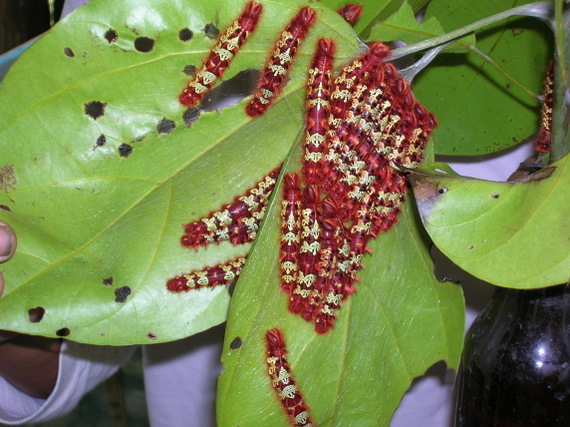 caterpillars bred at the butterfly