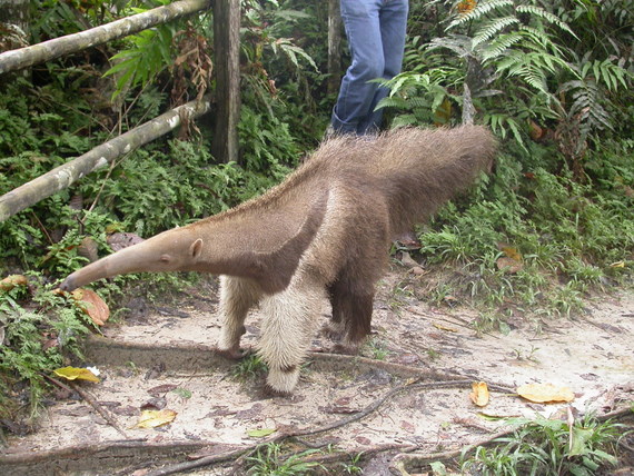 Anteater at the butterfly farm