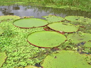 Iquitos, Belem, giant water lily (Victoria regia)
