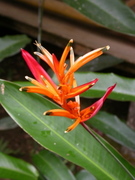 nice Heliconia flower in garden of the lodge
