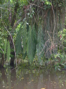 flooded trees in the Amazon with lare leafed Aralia plants