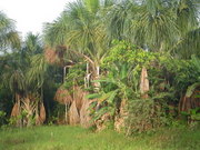 Buriti  palms  (Mauritia flexuosa) with edible fruit 