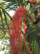 The flower of the Buriti palm