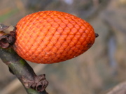 The edible fruit (spanish:Aguaje) of the Buriti palm (rich in vitamin E and is also used as aphrodisiac for women!